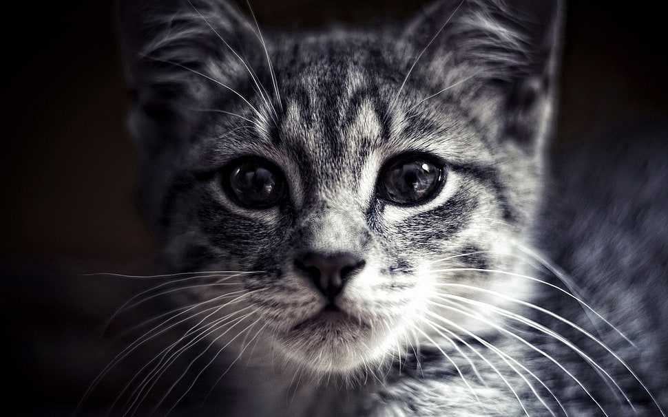 brown tabby cat, cat, animals, face HD wallpaper