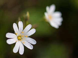 selective focus photo of white Snow-in-summer flowers