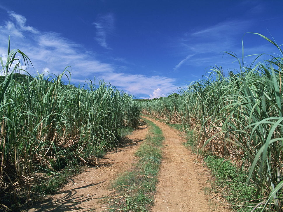 path between green plants HD wallpaper