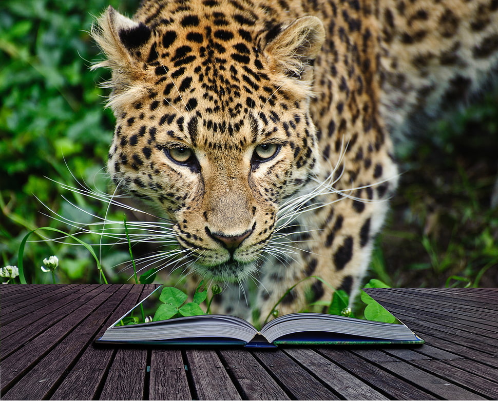 brown and black leopard HD wallpaper
