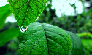 nature, leaves, rain, drop of water