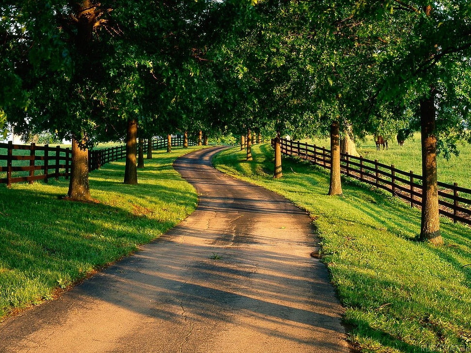 pathway between tall trees HD wallpaper