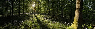 green grasses, forest, trees, nature, sunlight HD wallpaper