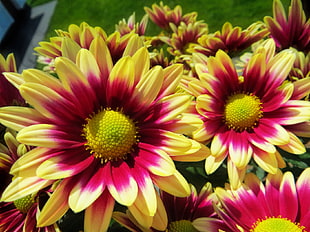 yellow and pink flowers, daisy HD wallpaper