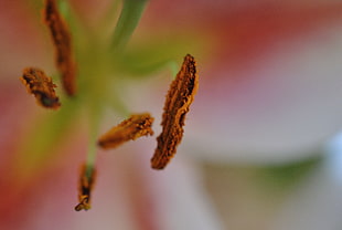 macro focus photo of brown bug larvae