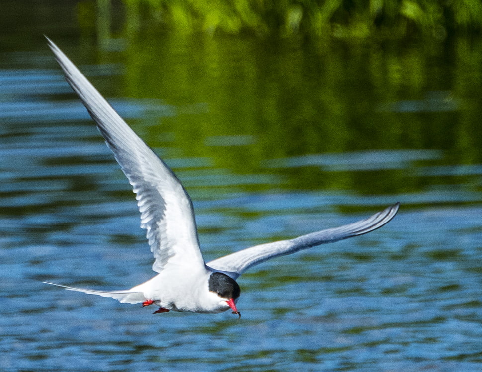 Franklin's Gull flying above river during daytime, arctic tern, alaska HD wallpaper