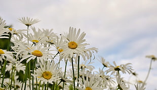 photo of Daisy flowers during cloudy sky