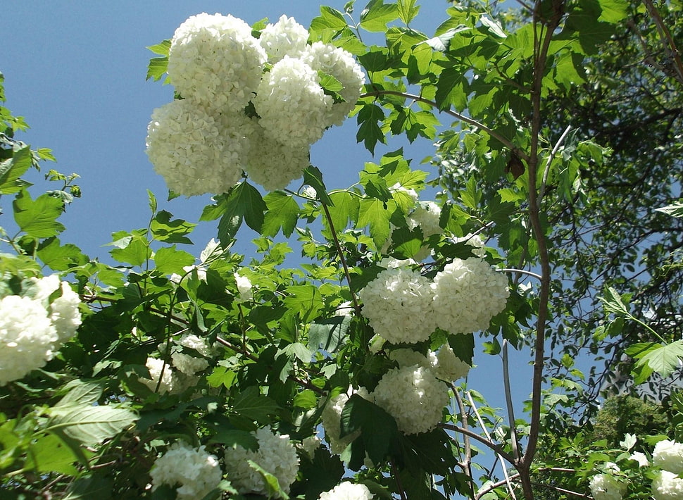 white petaled flowers during daytime HD wallpaper