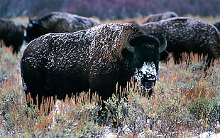 shallow focus photography of bison on grass field during daytime