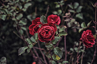 red roses, Rose, Drops, Bud