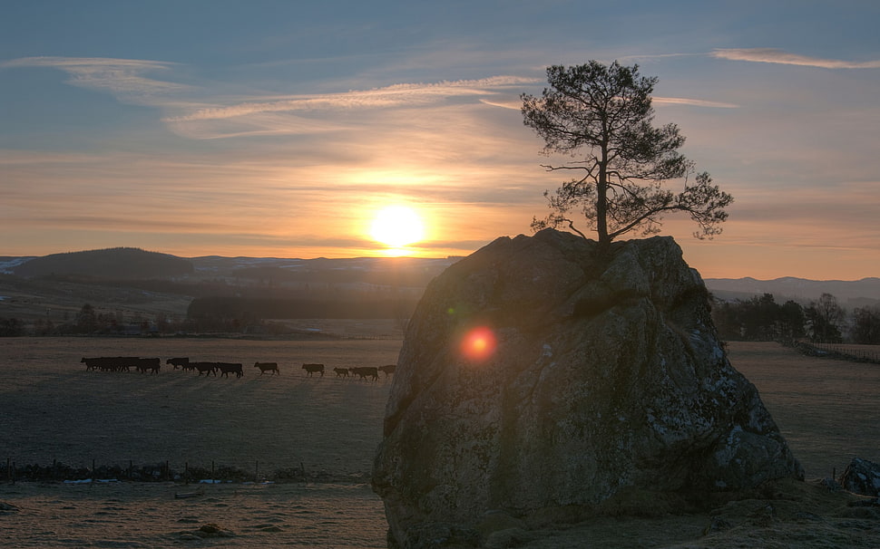 gray boulder rock, landscape HD wallpaper