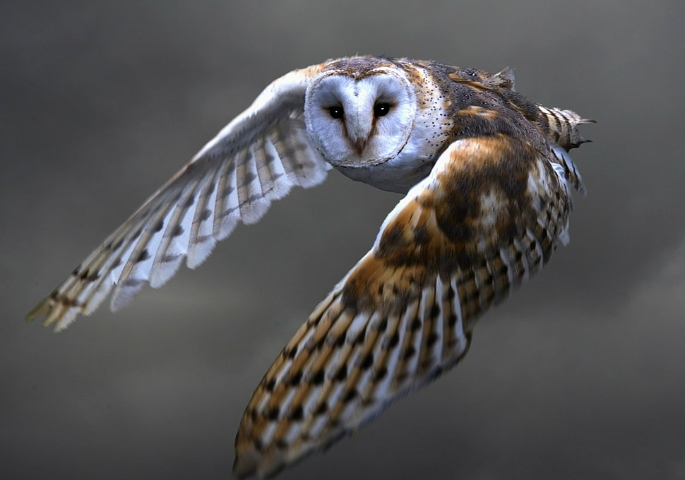 shallow focus photography of brown and white owl HD wallpaper