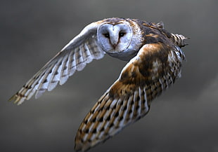 shallow focus photography of brown and white owl