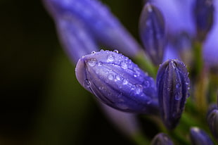 macro photo of purple flower buds HD wallpaper