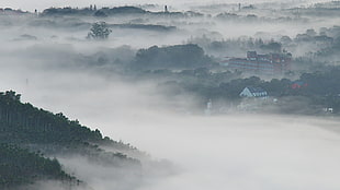 trees and house during fog climate