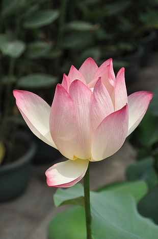 close-up photography of pink-and-white petaled flower