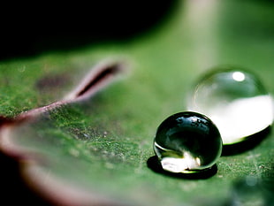 closeup photography of water drop let on green leaf