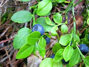 blueberry closeup photo
