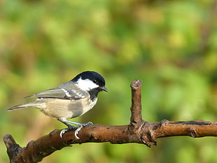 small gray bird perched on a tree branch, coal tit