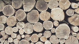 brown cut logs, simple background, KTM HD wallpaper