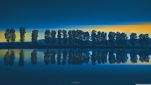 reflection of tree on water body HD wallpaper