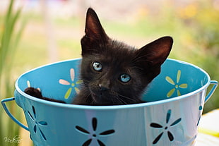 short fur black kitten on blue metal bucket