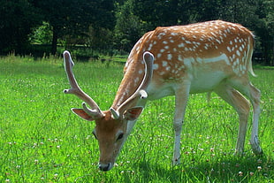 brown deer on grass field HD wallpaper