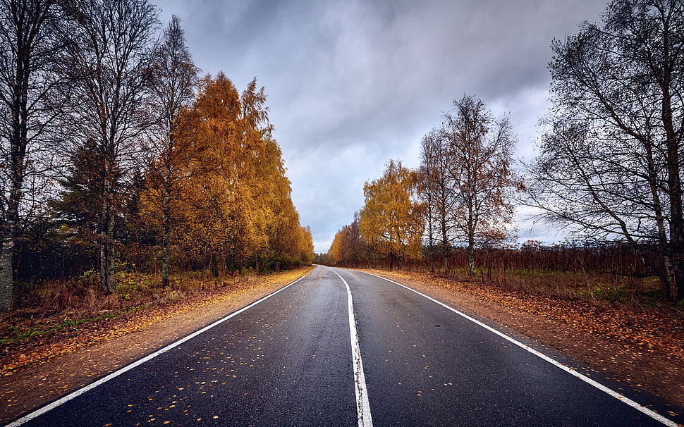 road between trees digital wallpaper, road, trees, fall HD wallpaper