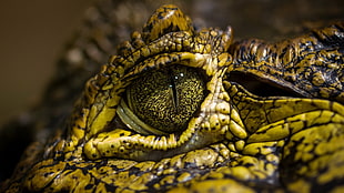 yellow and black crocodile, crocodiles, eyes, animals, reptiles