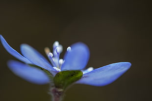 selective micro photography of blue petaled flower, hepatica