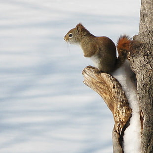 Squirrel standing on tree HD wallpaper