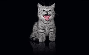 yawning silver tabby kitten HD wallpaper