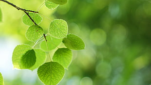 green leafed plant, leaves, nature