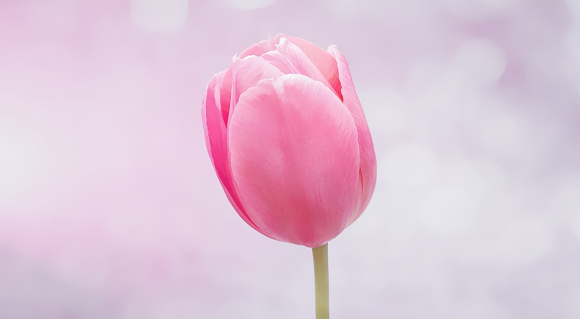 pink petaled flower