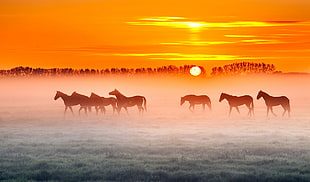 herd of horse, animals, nature, landscape, horse HD wallpaper
