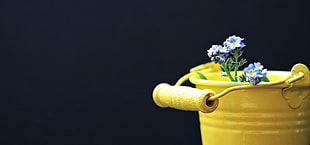 purple flowers in yellow steel pail HD wallpaper