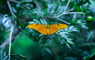 orange butterfly on green leaf