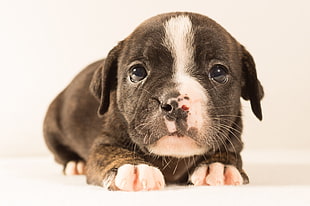 black and white American pit bull terrier puppy