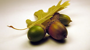 green-and-brown acorns with leaf
