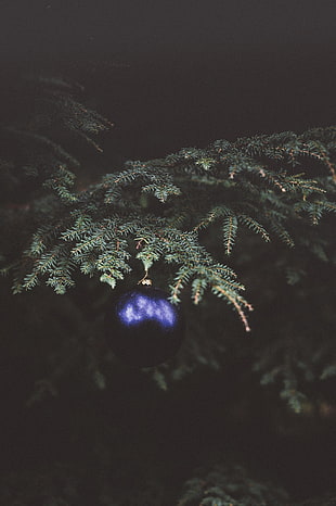 Christmas tree,  Fir,  Branch,  Dark HD wallpaper