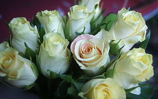 white and yellow roses HD wallpaper