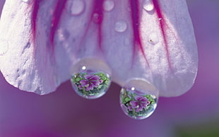 selective focus photography of water droplets