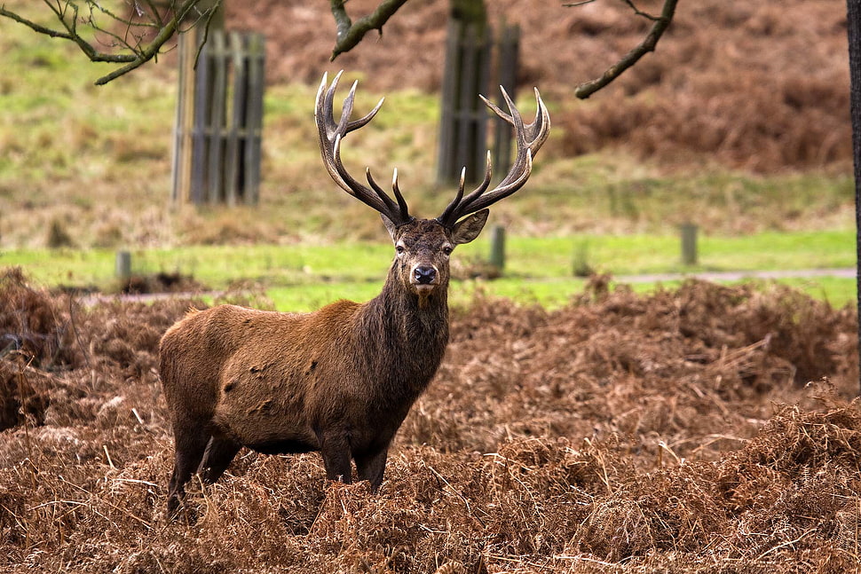 photography of brown deer, red deer, stag HD wallpaper