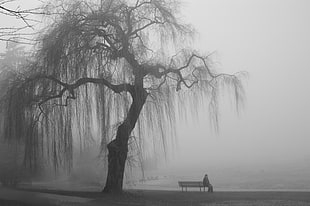 silhouette photo of person sitting on bench beside the tree, landscape, alone, men, trees