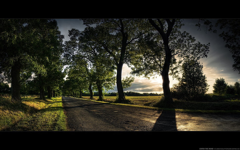silhouette of trees during daytime, trees, path, alone, green HD wallpaper