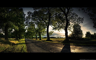 silhouette of trees during daytime, trees, path, alone, green
