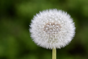 shallow focus photography of white dandelion HD wallpaper