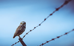 brown and white owl, owl, birds, fence, barbed wire