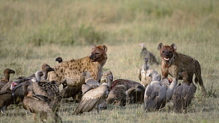 two Hyena surrounded by flock of vultures HD wallpaper