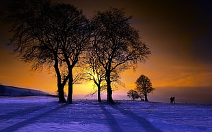 two tree during golden hours HD wallpaper